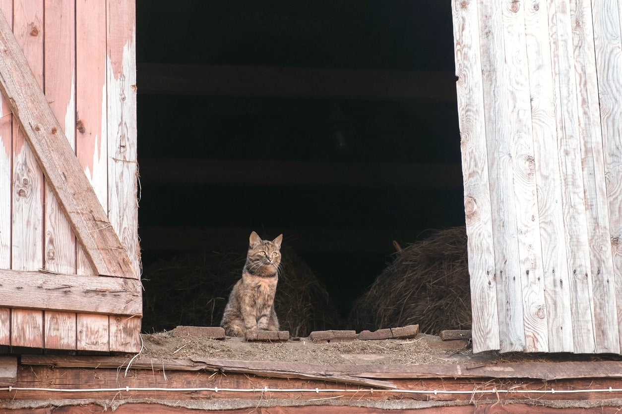 Barn Cats