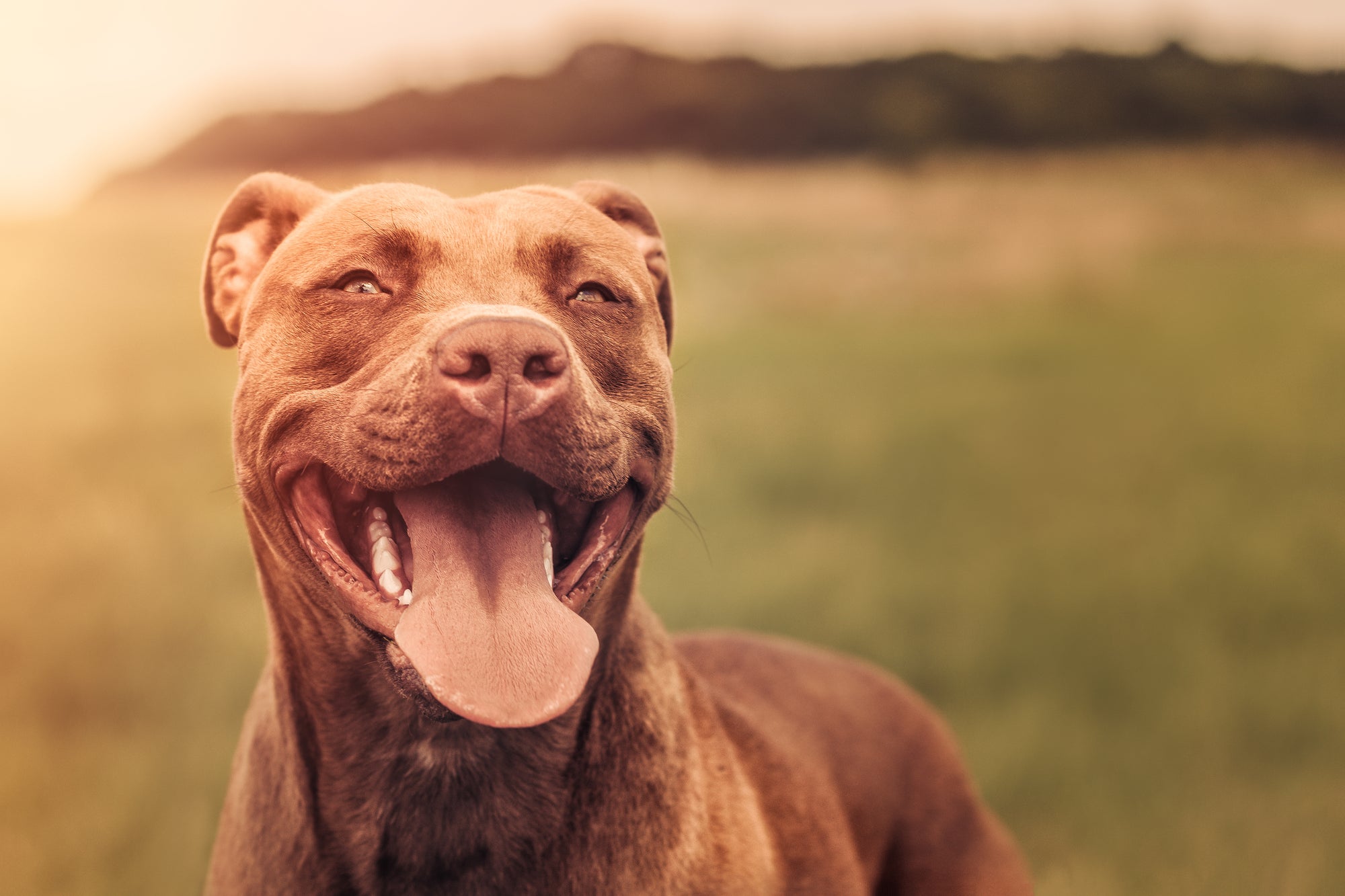 Pit Bulls: The Misunderstood Dog