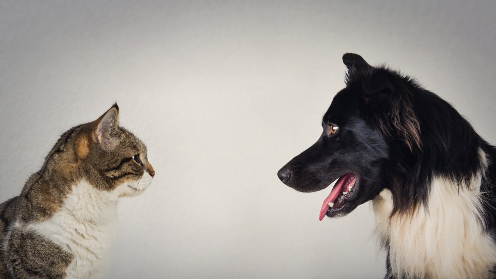 Having A Pet: Cat vs. Dog