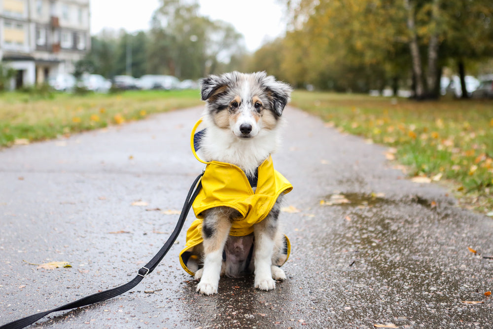 Preparing Your Pet for Seasonal Changes