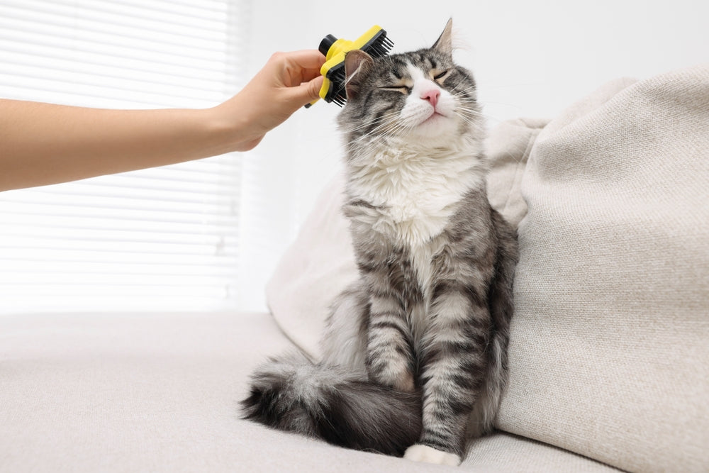 Establishing a Pet Haircare Routine