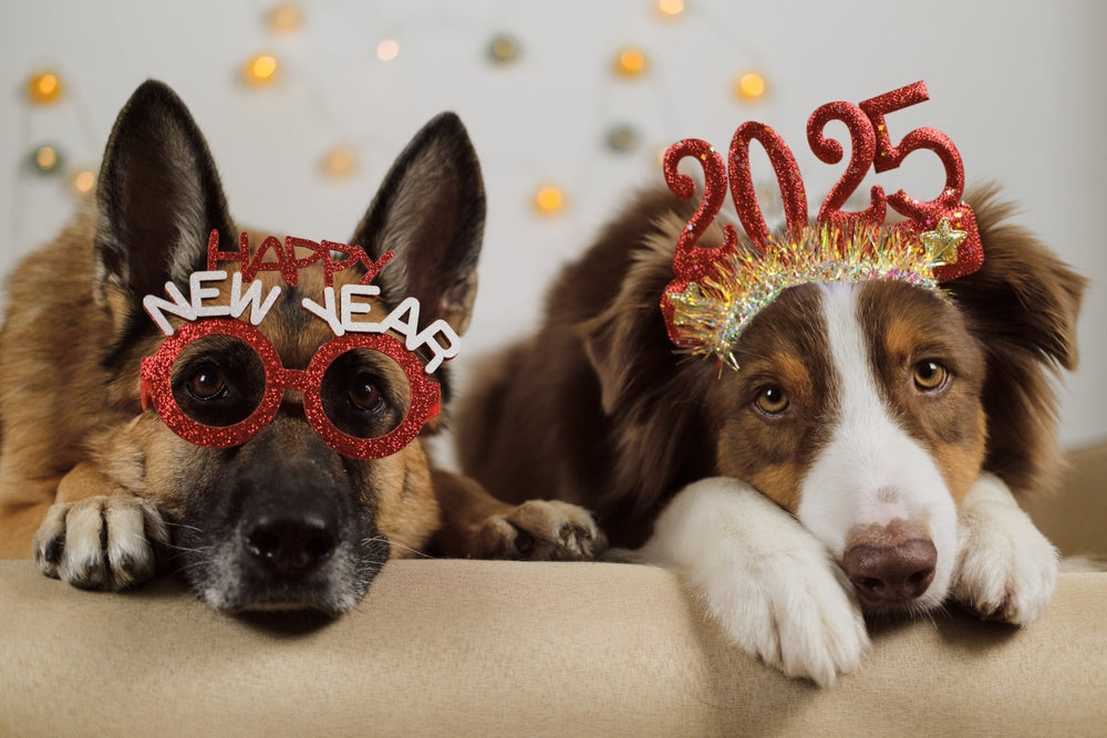 New Year's Resolutions According to Your Pet