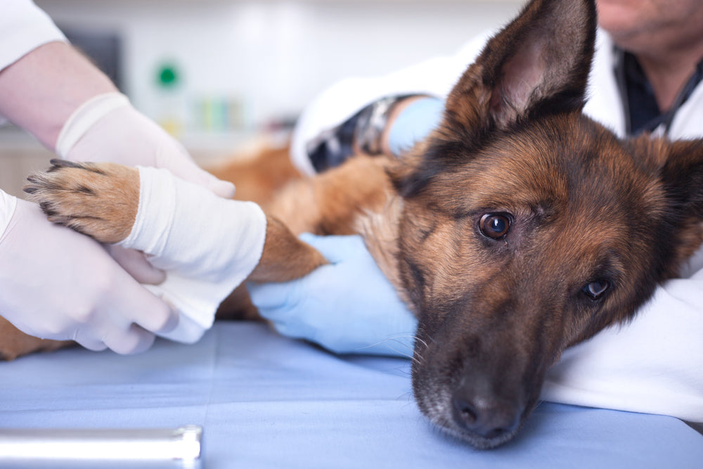 Pet Procedures: Being Aware of Unnecessary Medical Surgeries